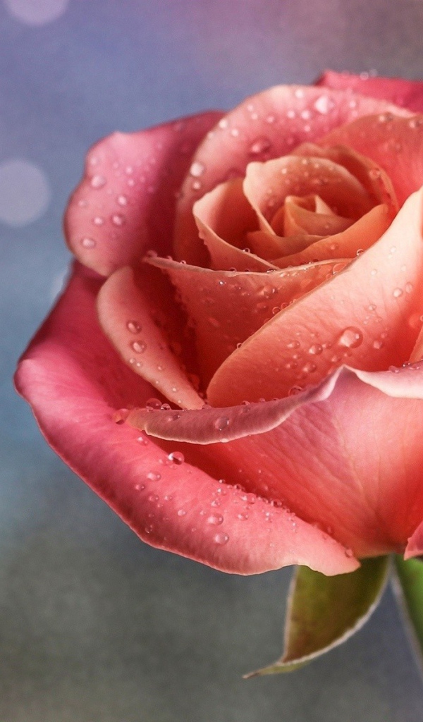 Капли дождя на розе