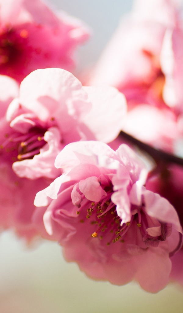 Розовое Весеннее цветение