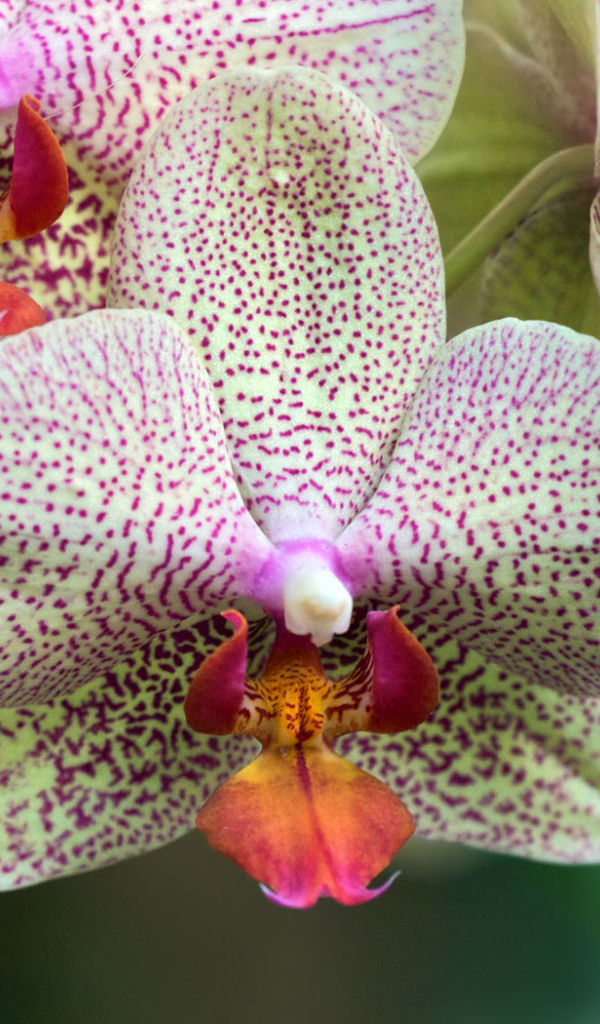 Пятнистая орхидея