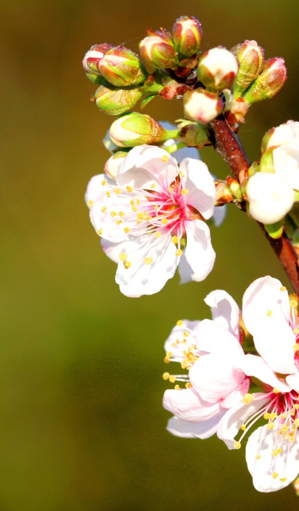 Весенние нежные цветы