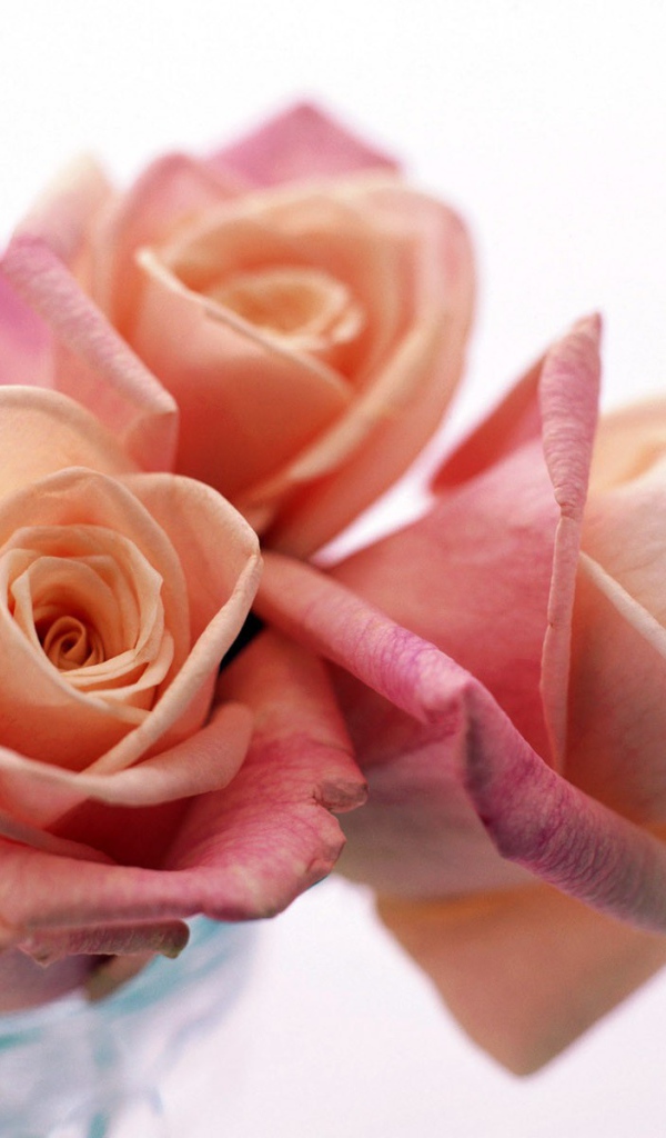 Три прекрасные розы