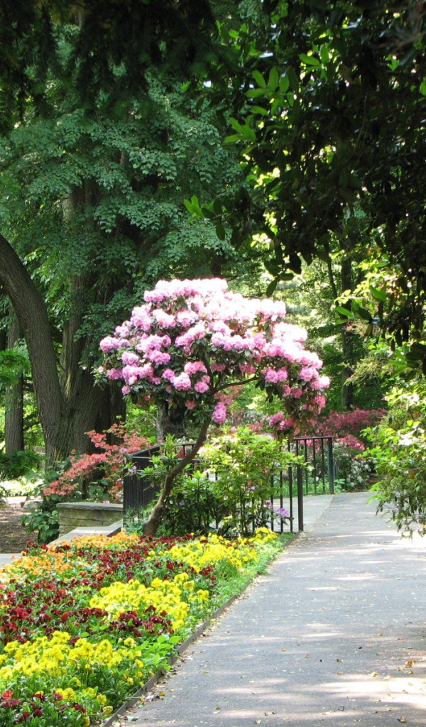 Дерево с розовыми цветами в парке