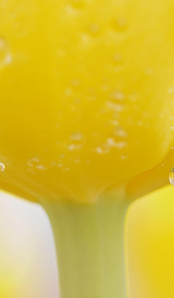 Капли воды на желтом тюльпане