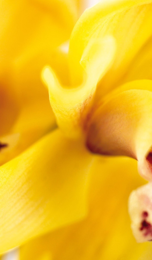 Желтая орхидея