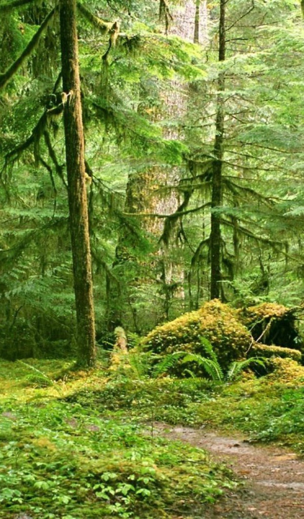 Тропинка в глухом лесу