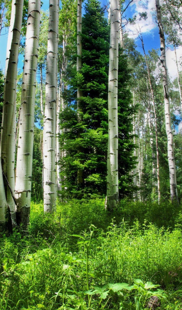 Birch forest in summer