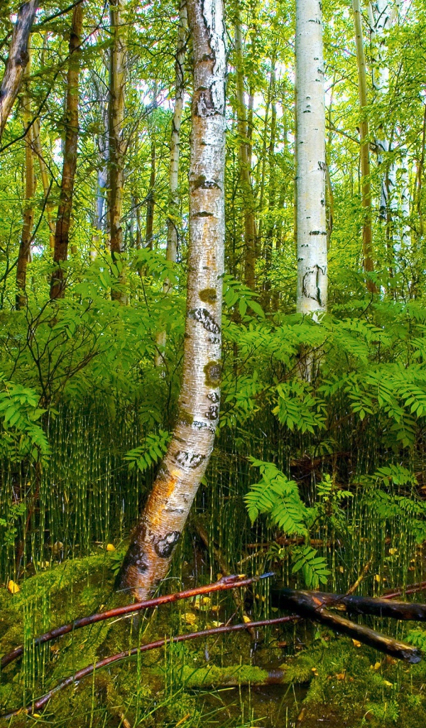 Birch forest on the bog