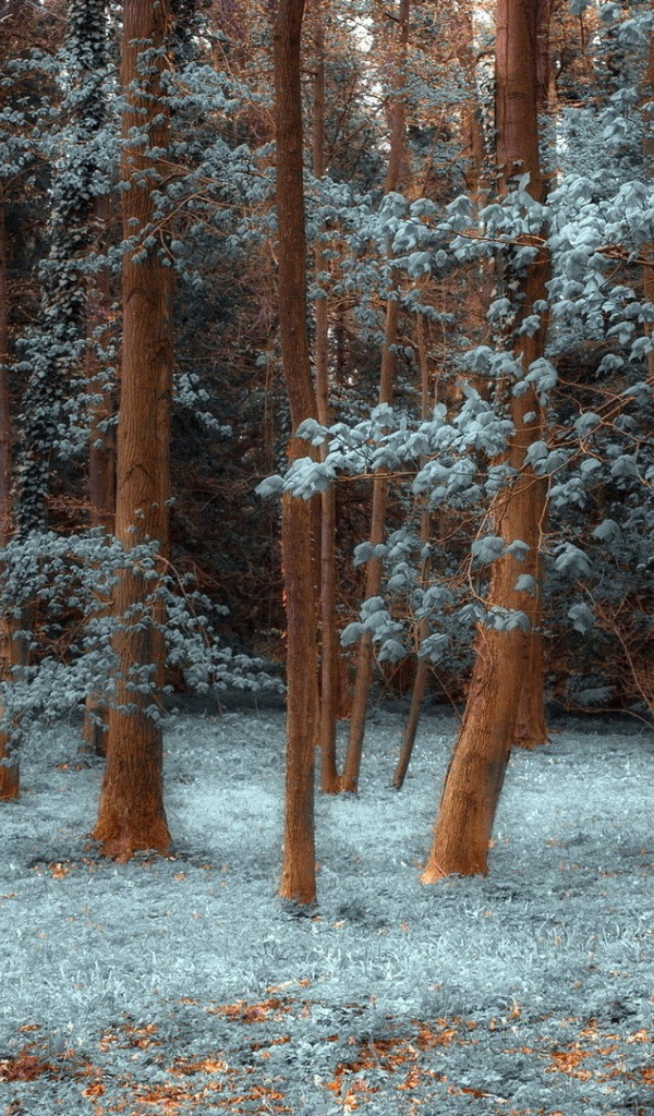 Лес покрытый инеем