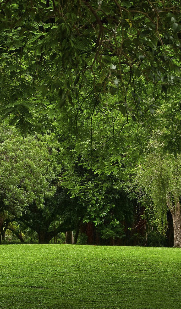 Зеленая природа парка