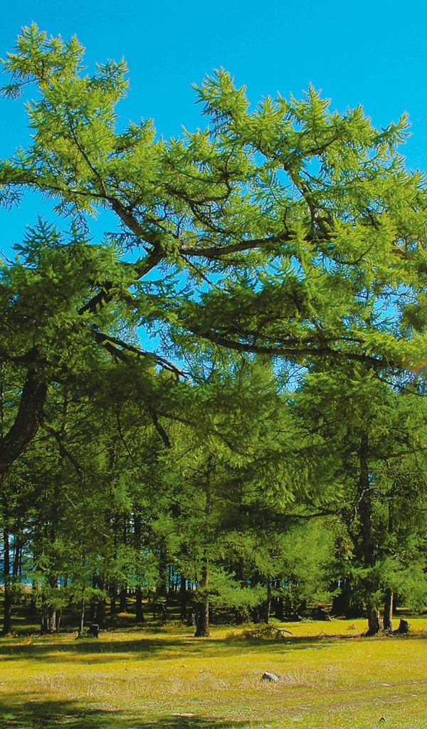 Парк больших деревьев