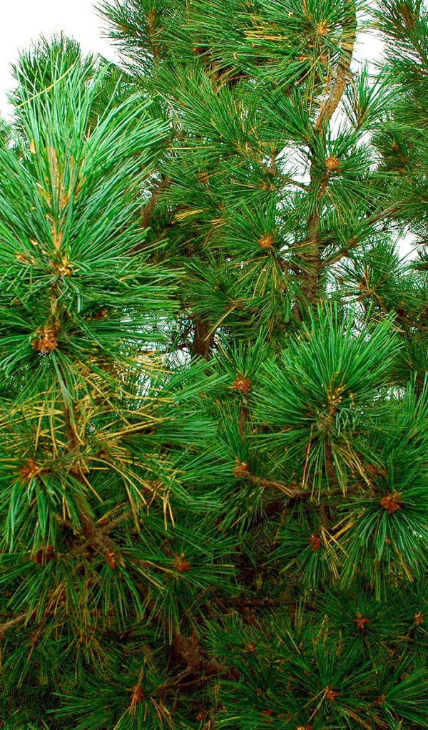 Pine bush
