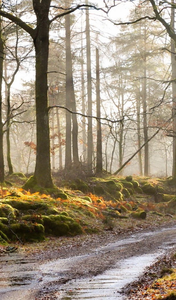 Дорога в покрытом мхом лесу