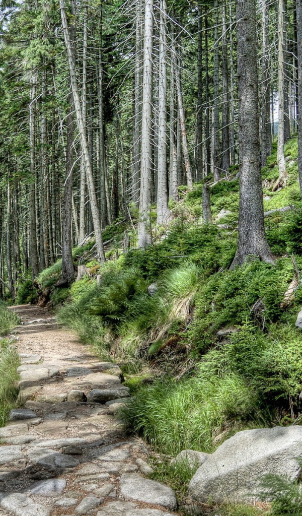 Каменная дорога в лесу