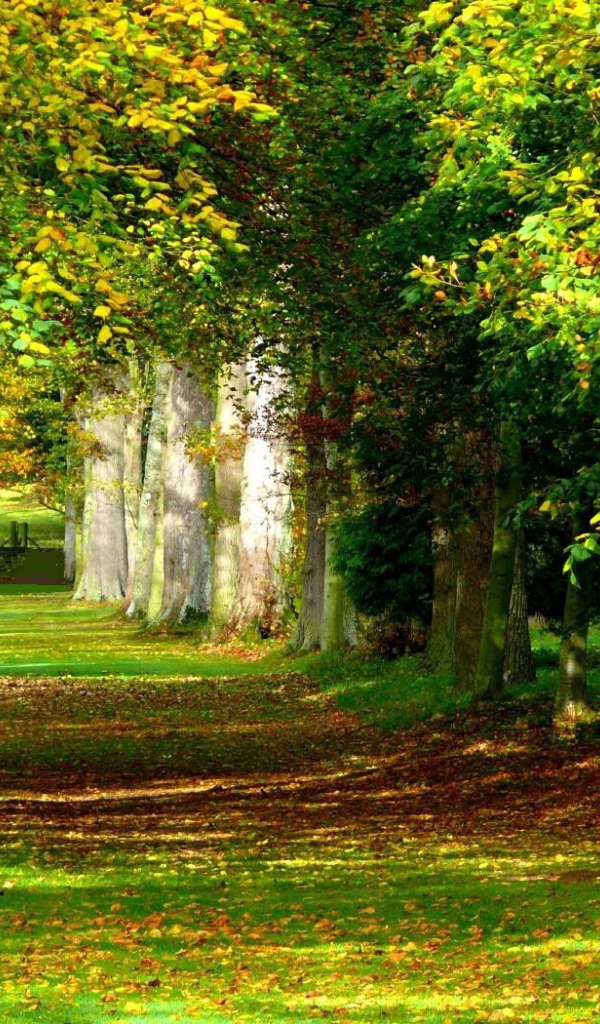 Солнечный лес