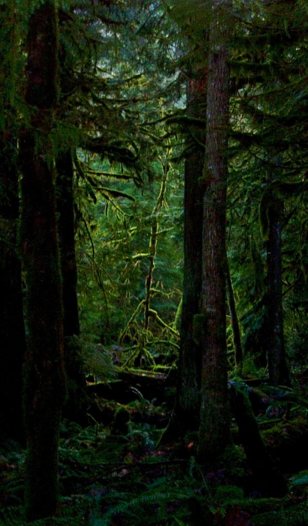 Дремучий лес во мху