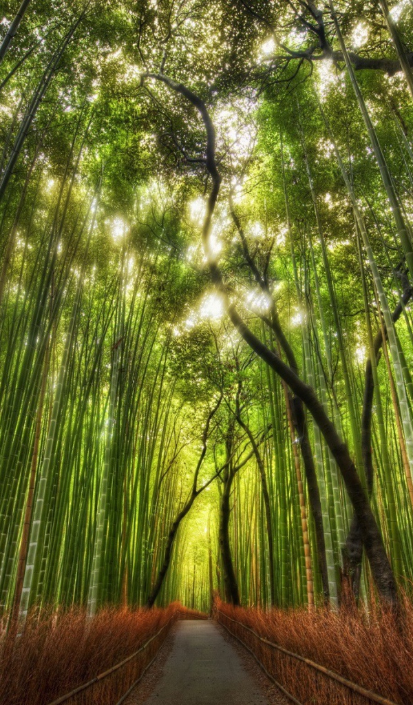  Дорога в бамбуковой роще