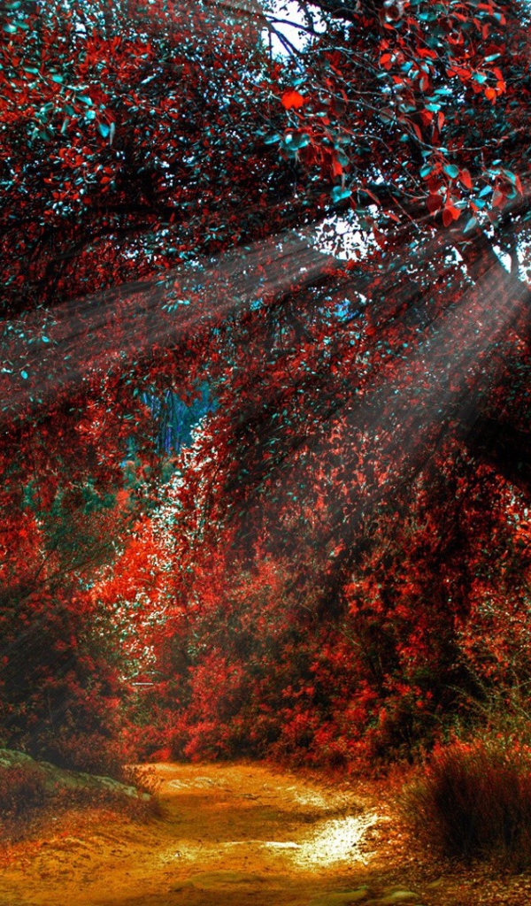 Солнечные лучи на дереве