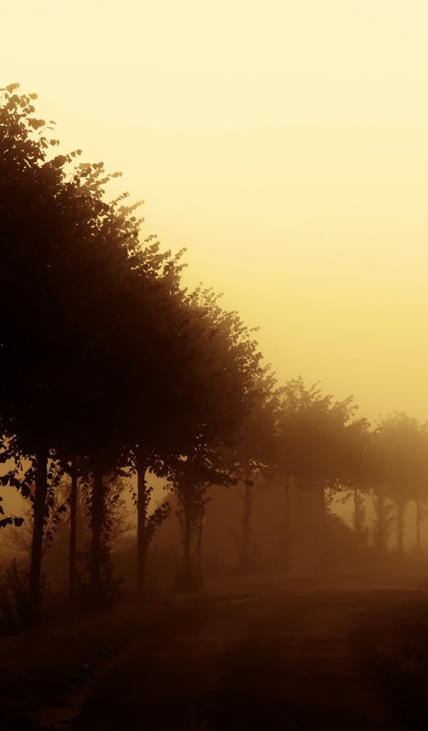 Деревья вдоль дороги