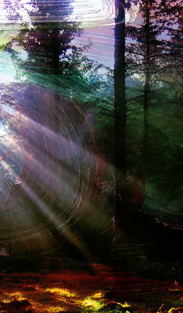 Лес в солнечной паутине