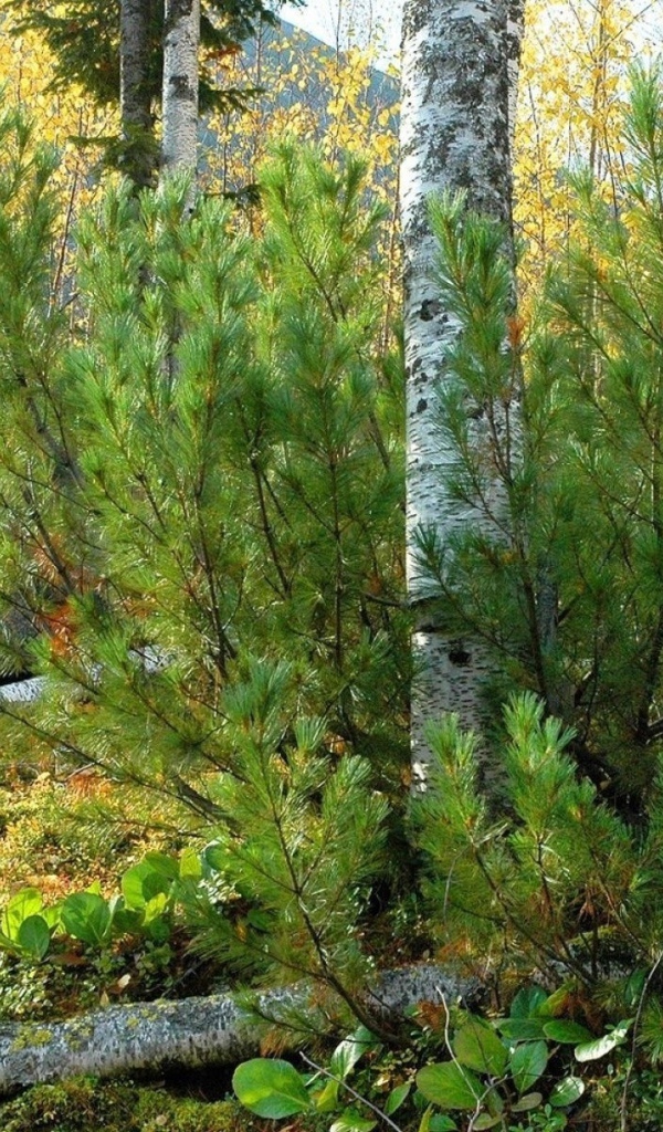 Лесной пейзаж с камнем