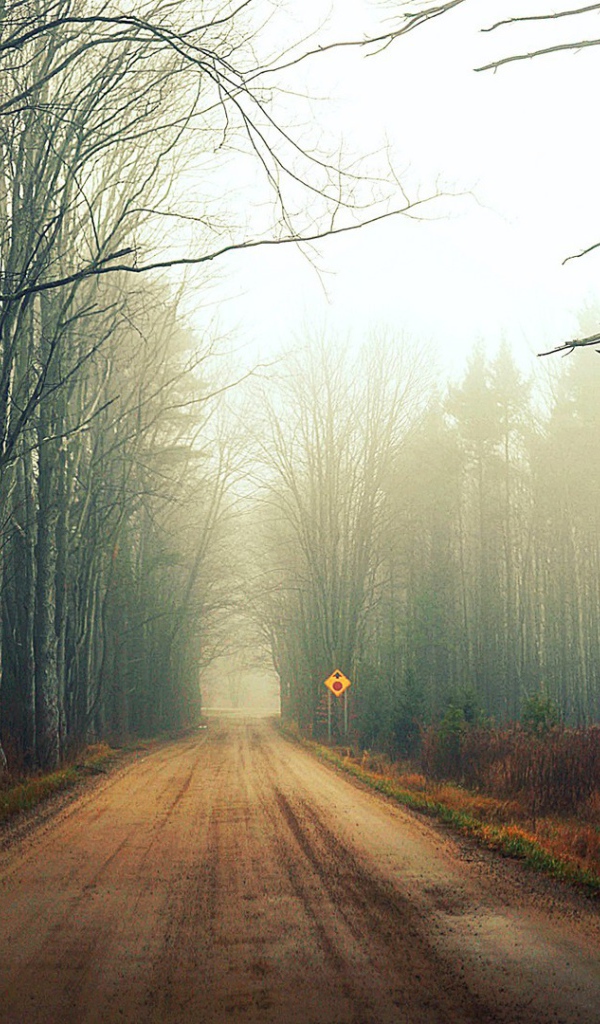 Туман на лесной дороге