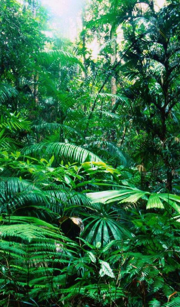 Тропический лес Австралии