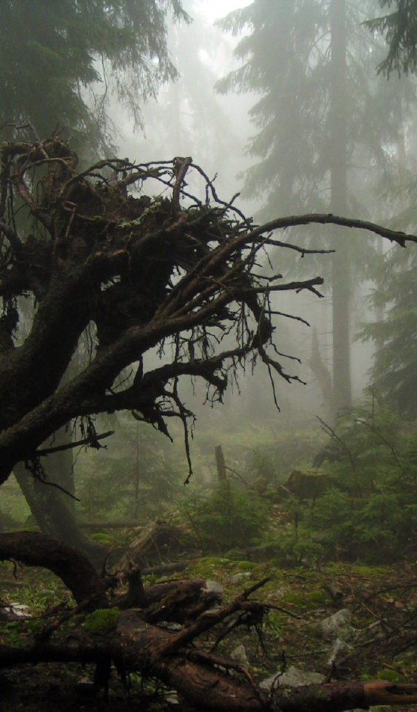 Корни упавшего дерева