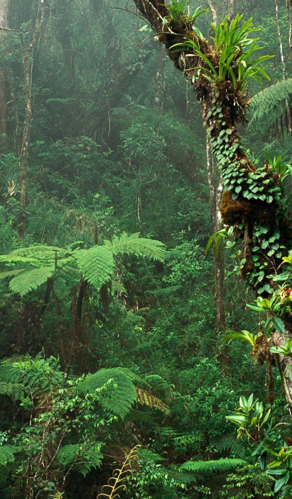 Зеленый Тропический лес