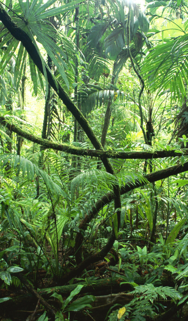 Тропические джунгли Сельвы