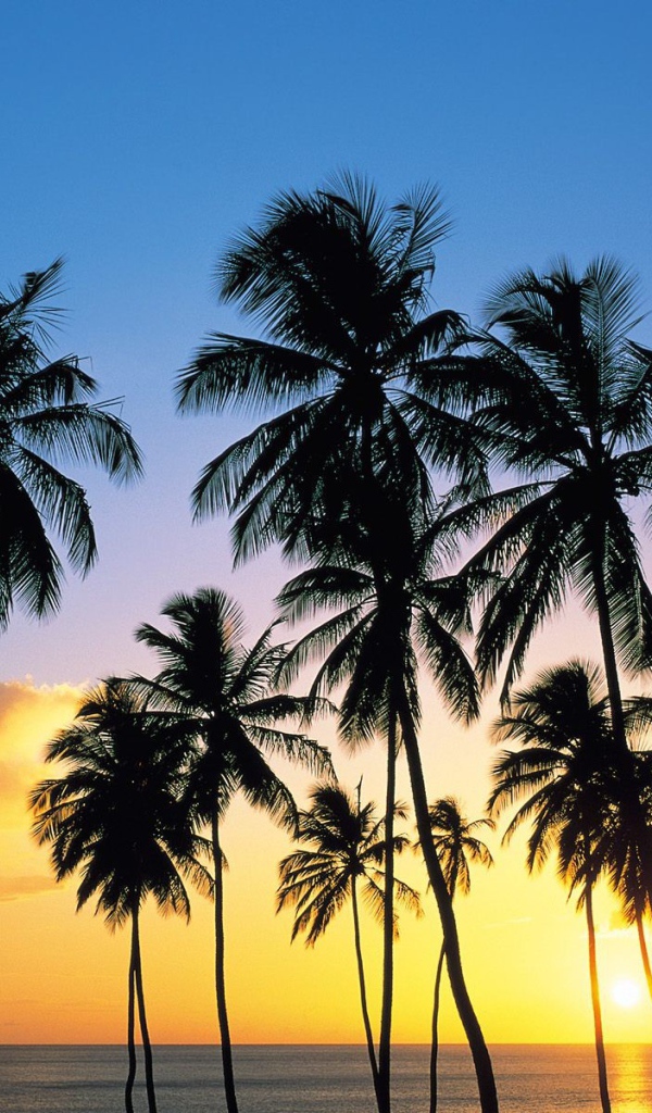 Утро на Карибских островах