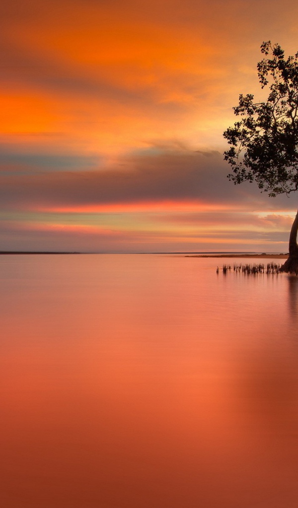 Дерево на затопленном острове