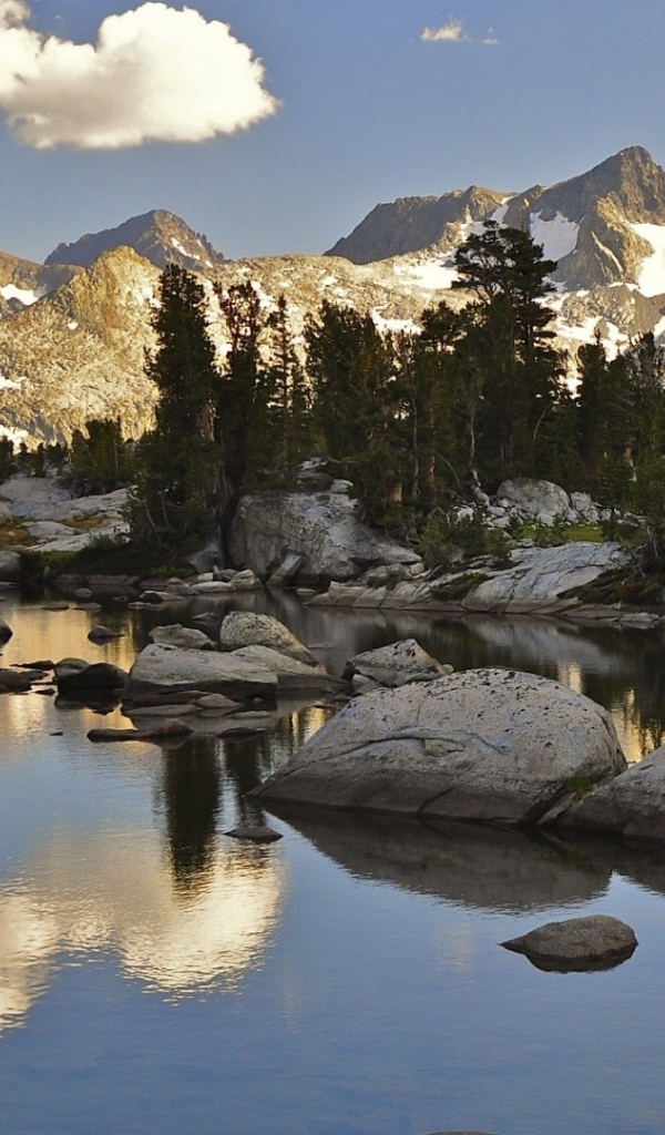 Хвойный Лес в горах