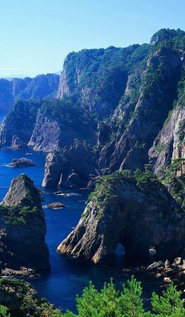 На скалах растет лес