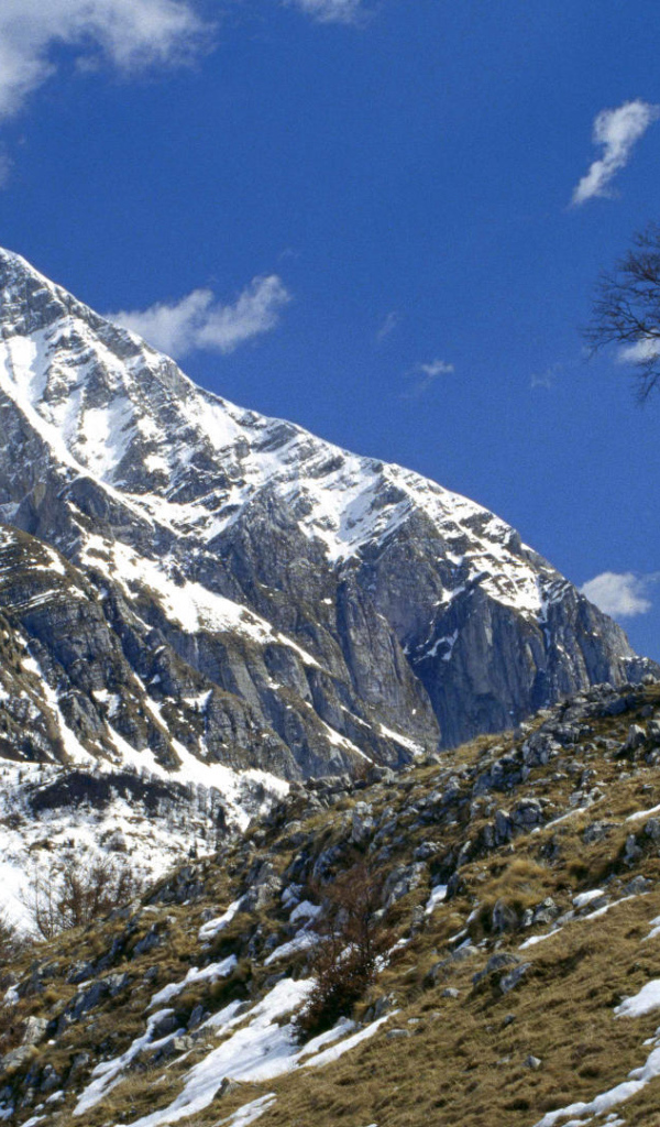 Одинокое дерево на горе