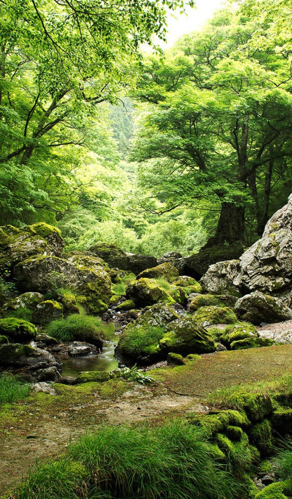 Родник в лесу