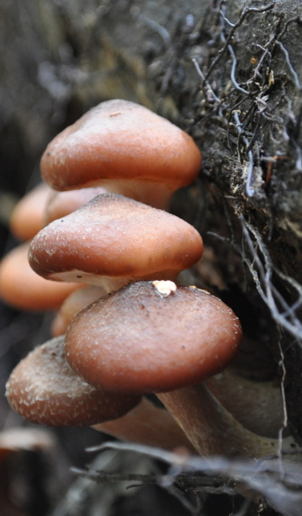 Грибы опята