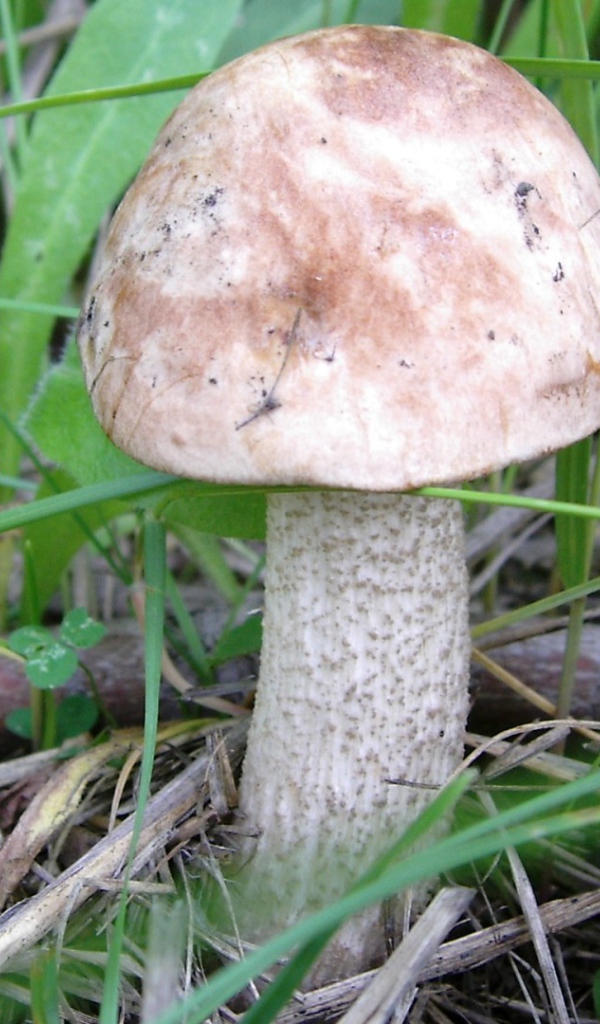 Осенний Гриб подберезовик