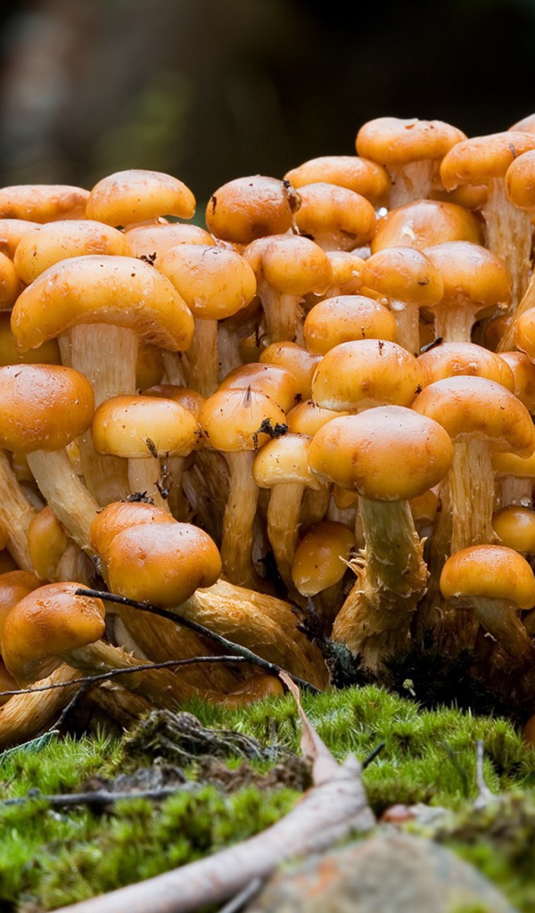 Семейка опят