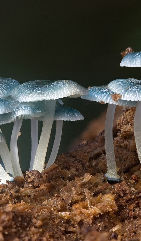 Fungi mushrooms nature plants wallpaper