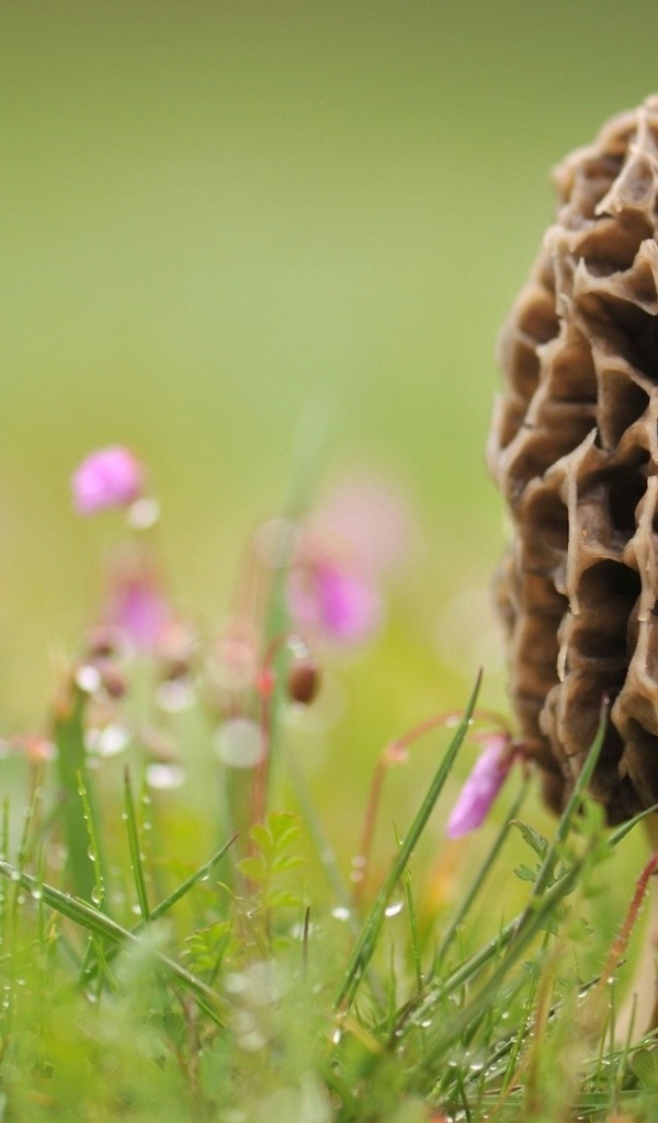 Гриб сморчок