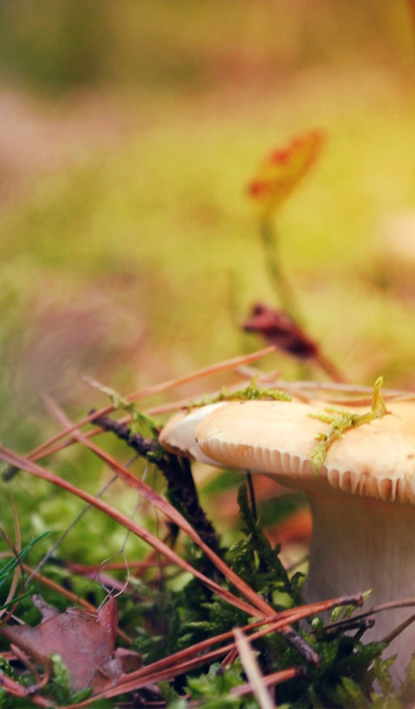 Гриб сыроежка