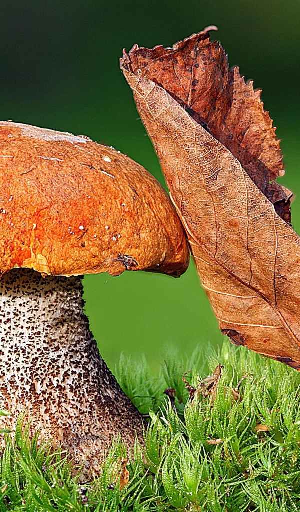 Гриб Подосиновик с листом