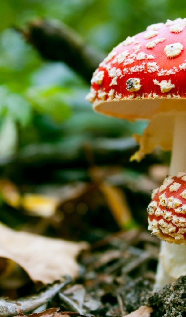 Ядовитые грибы мухоморы
