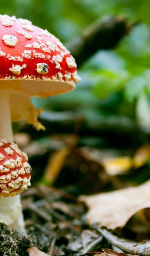 Семейка мухоморов