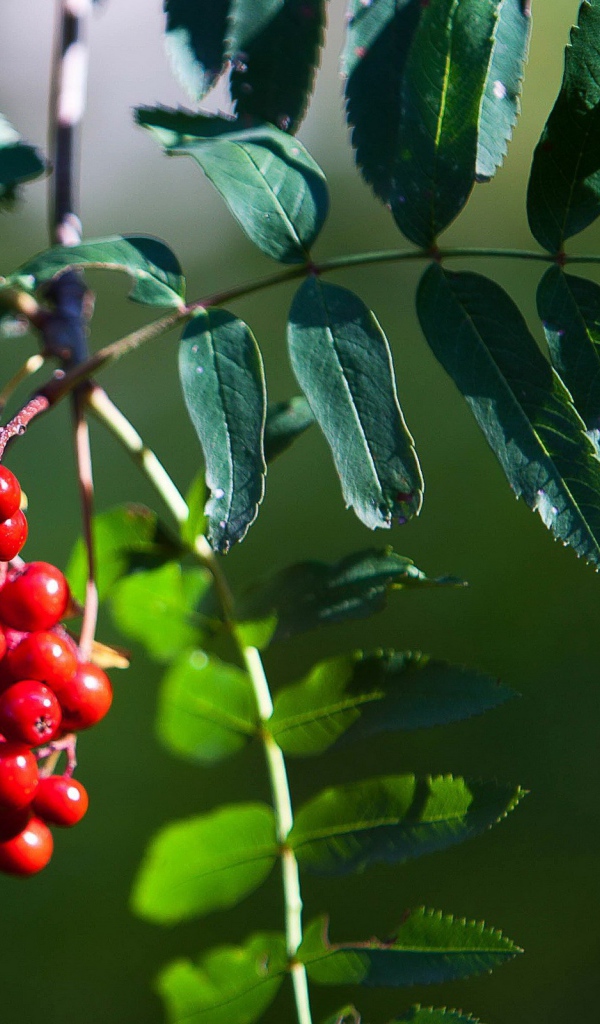 Гроздь рябины