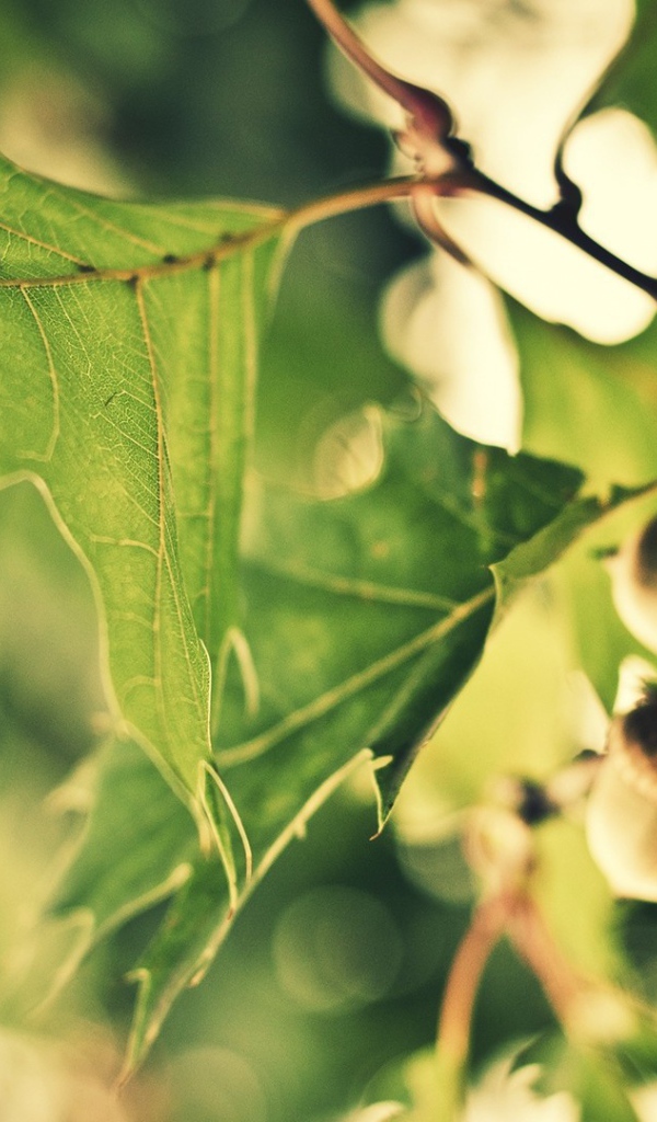 Желуди на ветке