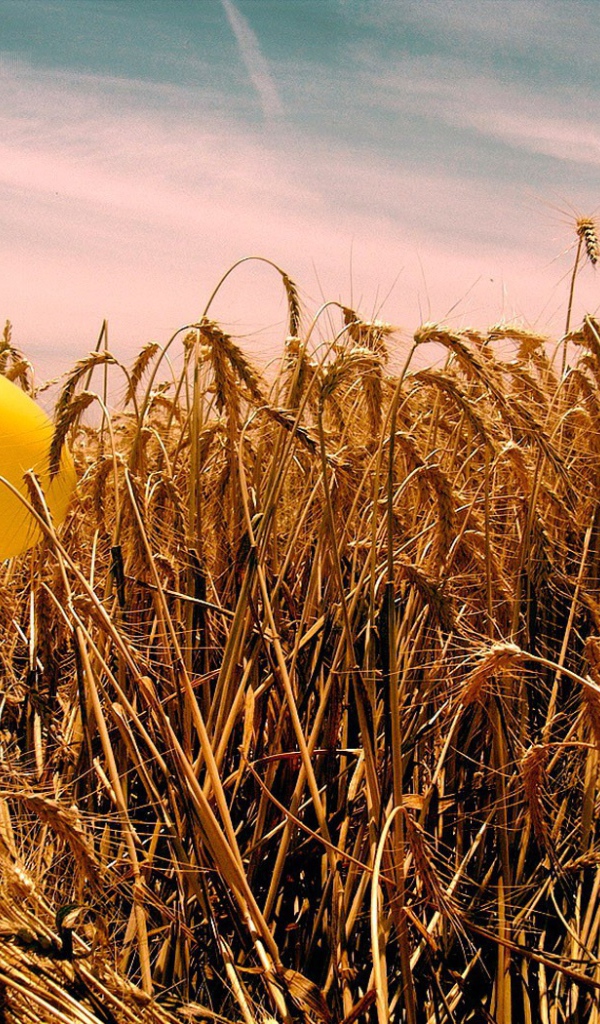 Шарик на пшенице