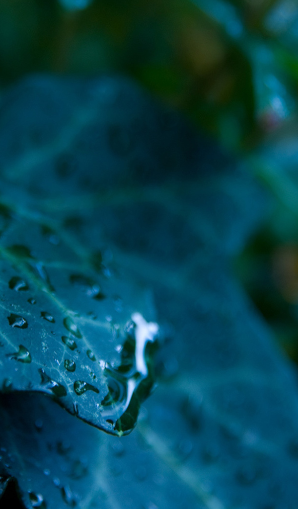 Сине зеленый лист с каплями 
