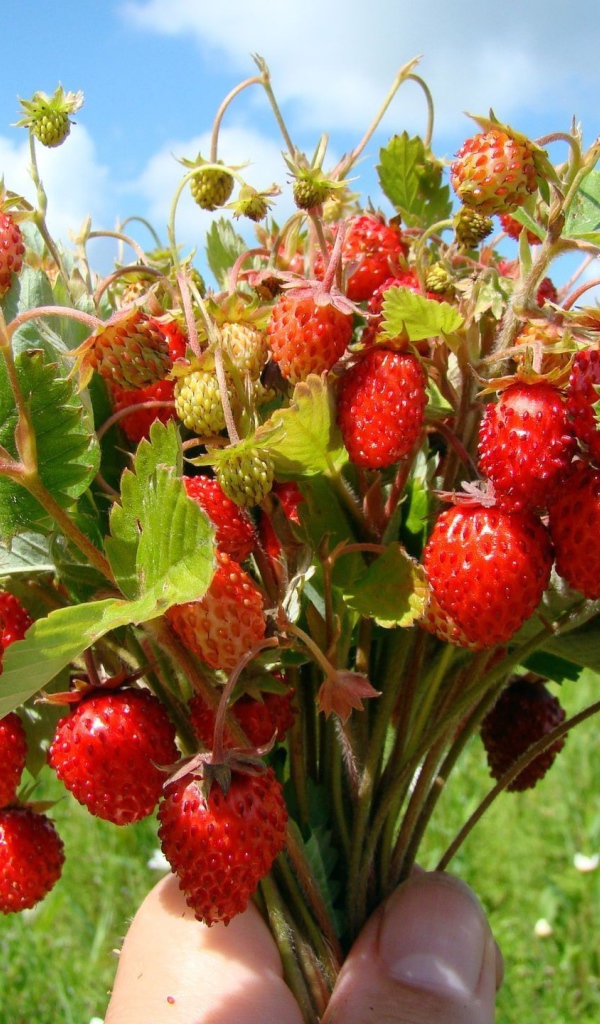 Букет земляники