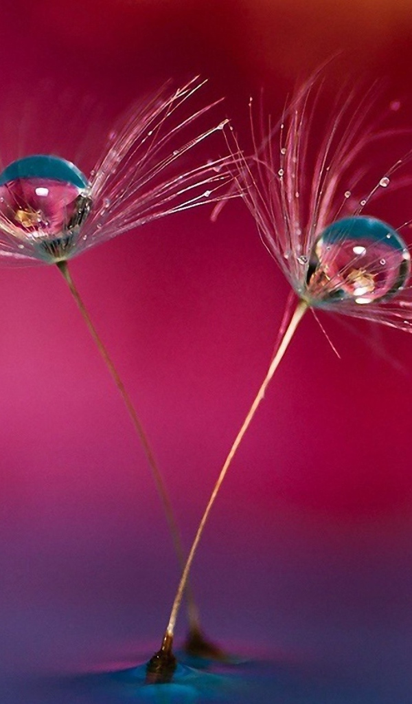 Семена одуванчика в воде